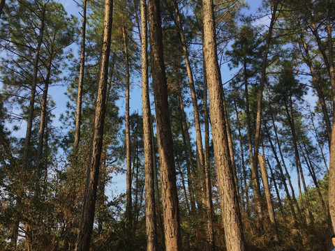 水杉树