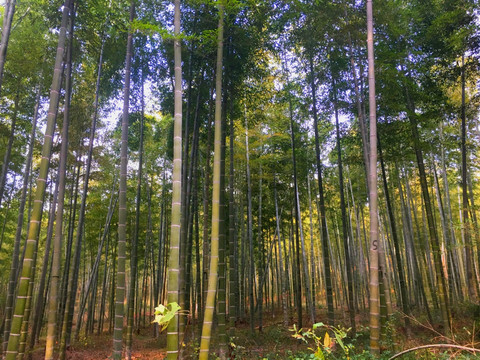 竹林