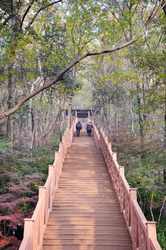 林间栈道