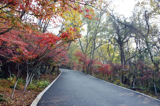 山林道路秋景