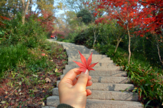 枫叶与登山道