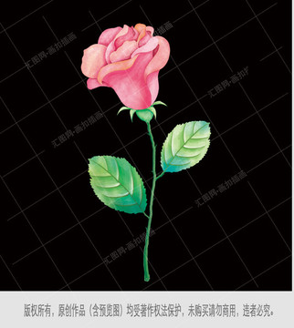 水彩玫瑰花蕾素材图片PSD