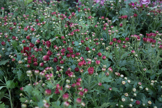 野菊花