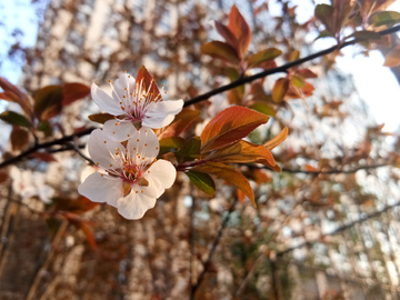 桃花