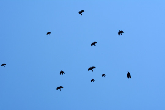 飞舞的乌鸦