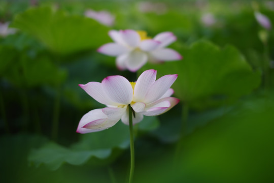 荷花荷韵