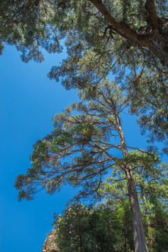 松树