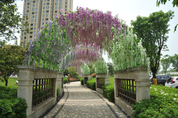 紫藤鲜花拱门