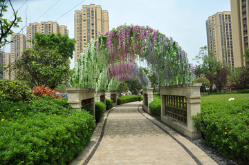 紫藤花拱门
