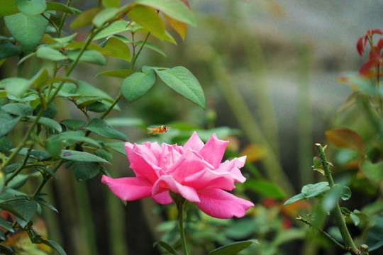 玫瑰花与小蜜蜂