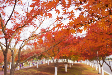 秋天 红叶 鸡爪槭