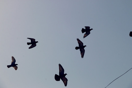 鸽子群飞