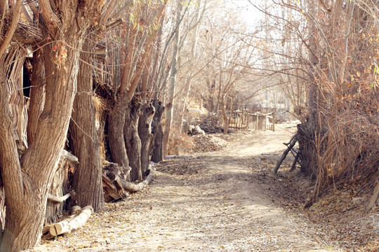 林间小路