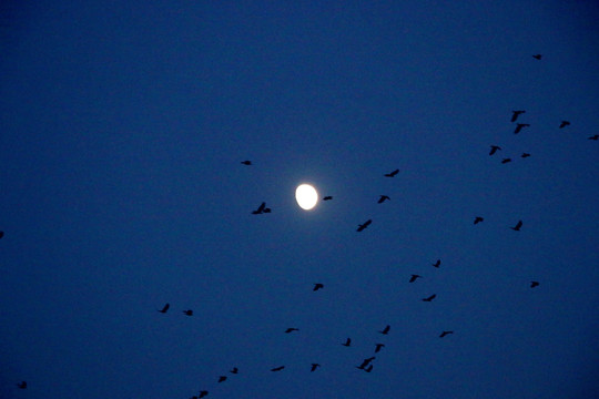 月亮和鸟