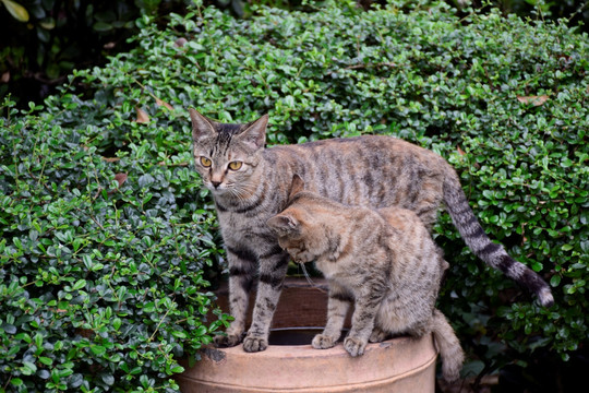 可爱的小猫