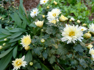 菊花