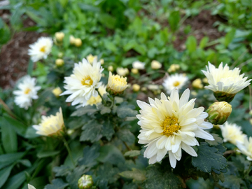 菊花