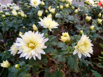 菊花