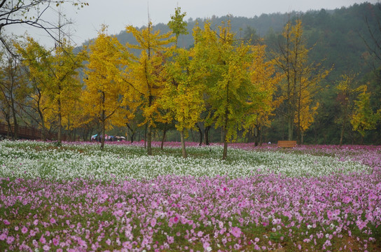 花海