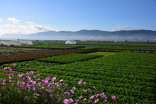 美丽的田野