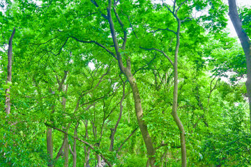 绿树林素材