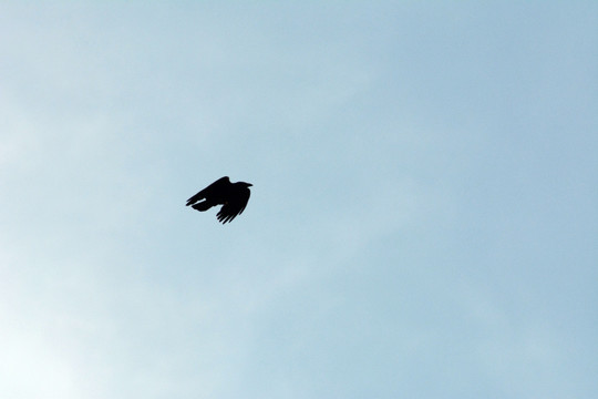 飞行的乌鸦