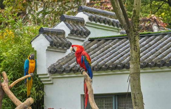 金刚鹦鹉