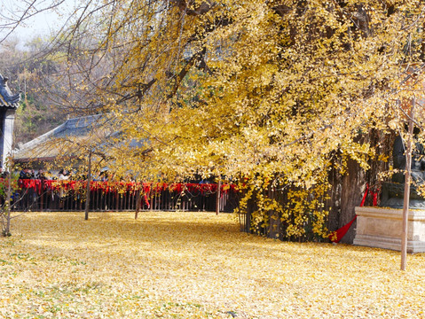 古观音禅寺银杏树