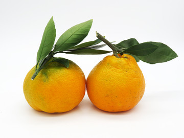 耙耙柑春见柑橘