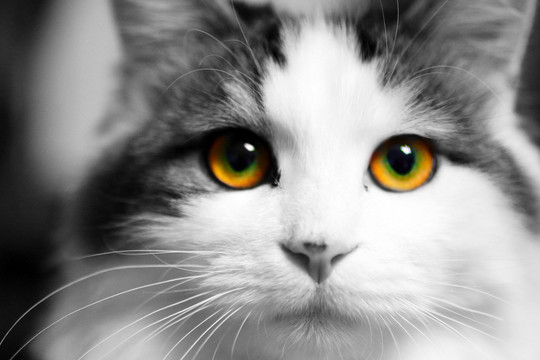 家猫局部色彩眼睛