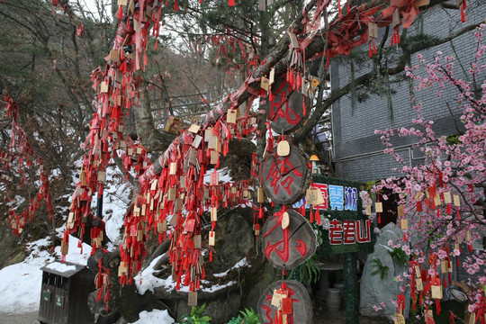 祈祷树