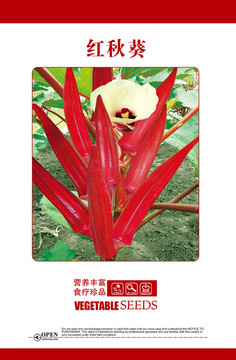 红秋葵