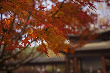 南京栖霞山红叶