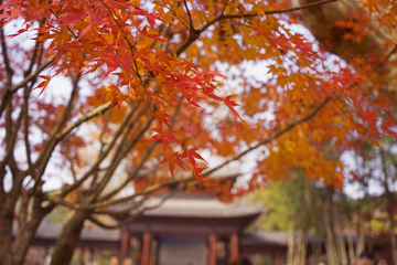 南京栖霞山红叶