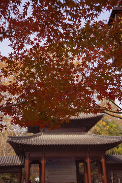 南京栖霞山红叶