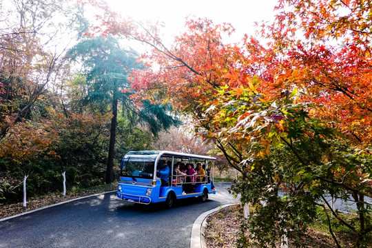 南京栖霞山红叶