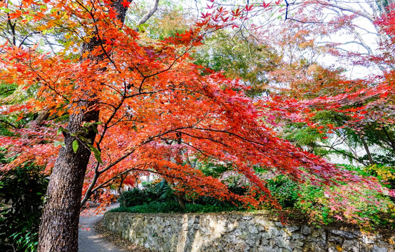 南京中山植物园枫叶