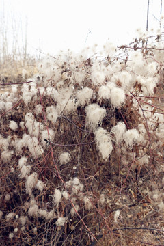 芹叶铁线莲