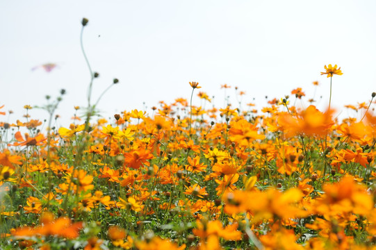 花田