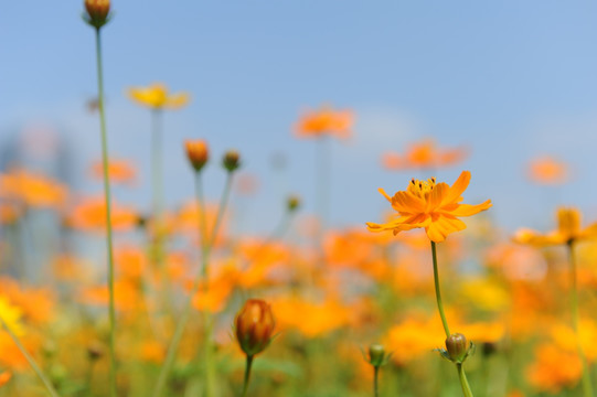 花田