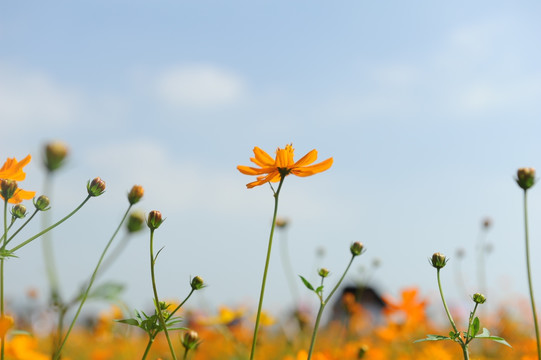 花田