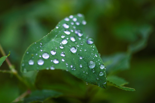 雨后的绿叶