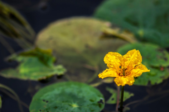 水金莲花