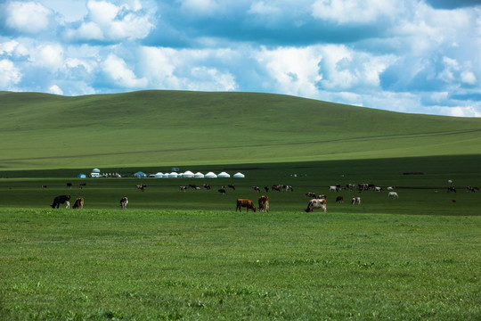 草原牛群马群蒙古包