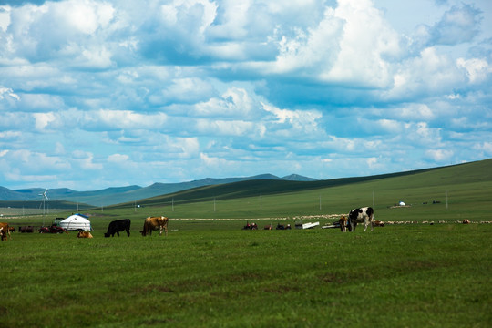 夏季起伏草原蒙古包