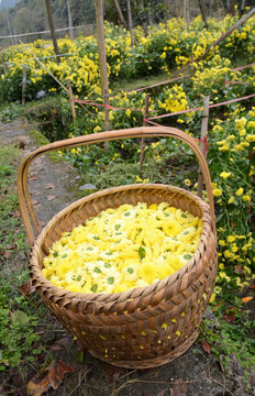 婺源皇菊