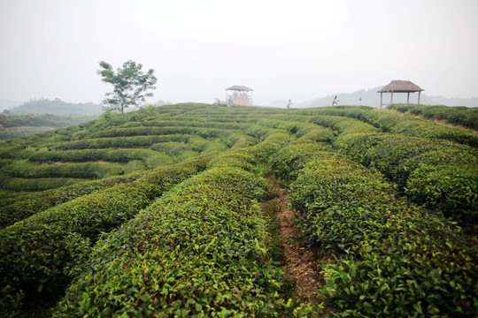 之江茶山