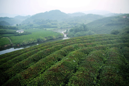 之江茶山