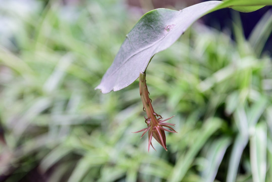 昙花