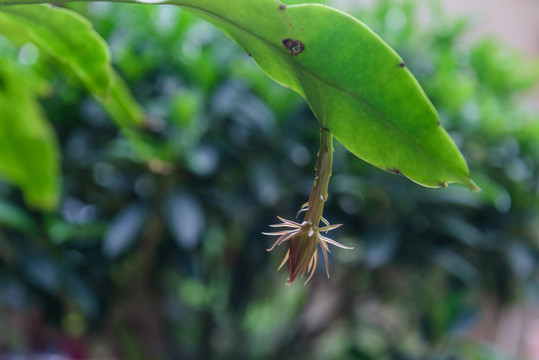 昙花